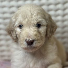 Piggie - Cream female Assorted Doodle Crosses puppy in Jackson, Georgia from LaiCi Doodles