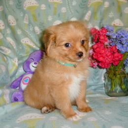Cavalier King Charles Spaniel, Cavapoo, and Pomeranian Puppies from Walnut Grove Cavaliers