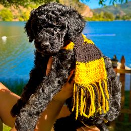 Nymphadora - Black phantom female Aussiedoodle puppy in Upper Lake, California from Redwood Aussiedoodles