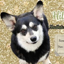 Pickle - Pembroke Welsh Corgi