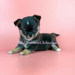 Thragg - Black and tan male Chihuahua puppy in Anderson, South Carolina from Lil Treasures Chihuahuas