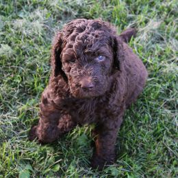 Poodle Puppies from RK'S Pets