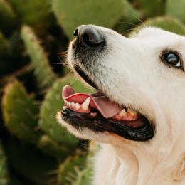 Golden Retrievers from Sandia Golden Creams