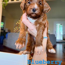 Goldendoodle Puppies from Salt and Sage Doodles