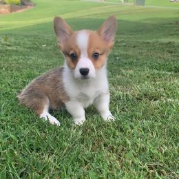 Flip Flop - Red male Pembroke Welsh Corgi puppy in Cumming, Georgia from Carter’s Corgis LLC
