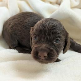 Almond 2500 - Chocolate female Dachshund puppy in Sonora, Kentucky from Maple Hill Miniature Dachshunds