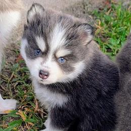 Gruyere (blue)- 2300 - Blue female Pomsky puppy in Spring Hill, Florida from www.PuppyTimeEmporium.com