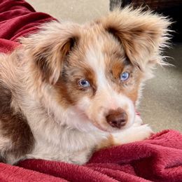 Ginger - Miniature American Shepherd