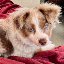 Ginger - Miniature American Shepherd