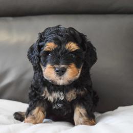 Australian Labradoodle Puppies from Australian Heritage Labradoodles