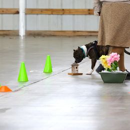 American Pit Bull Terriers and American Staffordshire Terriers from AptiBull Terriers