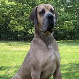 Great Danes from Chesapeake Blues Great Danes