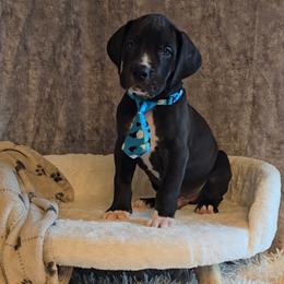 Zero - Black and white male Great Dane puppy in Caldwell, Idaho from Miner's Dynamic Danes