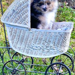 Pomeranian Puppies from Peachy Pomeranians