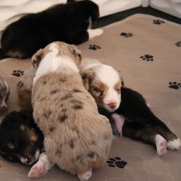 Miniature Australian Shepherd Puppies from Rolling Waves Mini Aussie