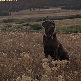 Labrador Retrievers from Purdy Lake Labradors