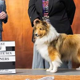 Shetland Sheepdogs from Caraid Shelties