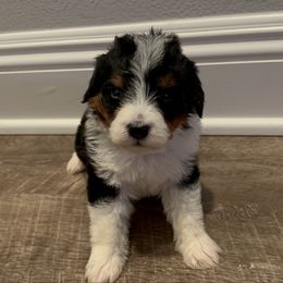 Pete - Tri-color male Bernedoodle puppy in Los Angeles, California from Bernied00dle Love