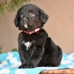 Pink Collar Girl - female Golden Mountain Dog puppy in Loveland, Colorado from Grateful Bernese & Gage's Goldens