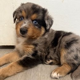 Sapphire - Blue merle female Australian Shepherd puppy in East Hartford, Connecticut from CT Aussies