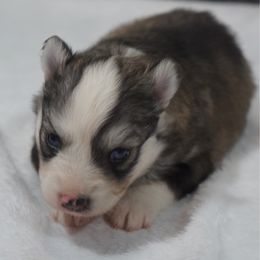 Girl 1 - Silver and white female Pomsky puppy in Krum, Texas from Paw-Some Pomskies