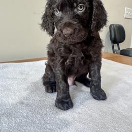 Boykin Spaniel Puppies from TNT Kennels