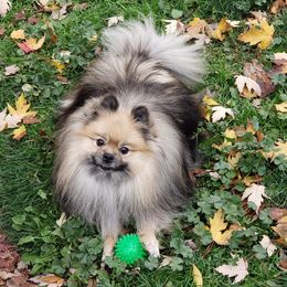 Hocus - Pomeranian