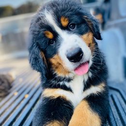 Bernese Mountain Dog Puppies from Rooted Branch Farm
