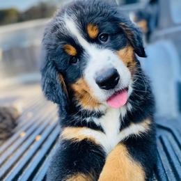 Bernese Mountain Dog Puppies from Rooted Branch Farm