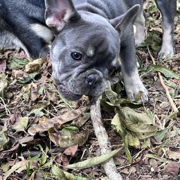 French Bulldog Puppies from Southern Belle Frenchies