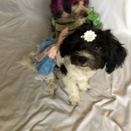 Havana - Havanese
