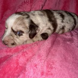 Rosie - Red merle female Miniature Australian Shepherd puppy in Godley, Texas from Bradley Kennels