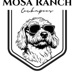 Cockapoo Puppies from MoSa Ranch Cockapoos