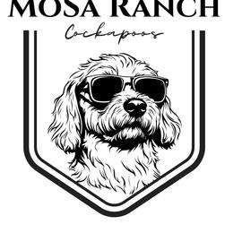 Cockapoo Puppies from MoSa Ranch Cockapoos