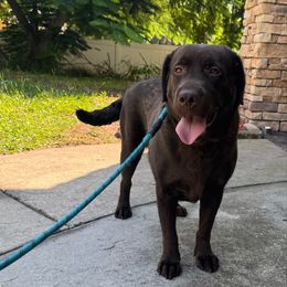 Annie - Labrador Retriever