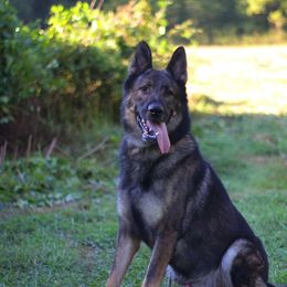 Hugo - German Shepherd