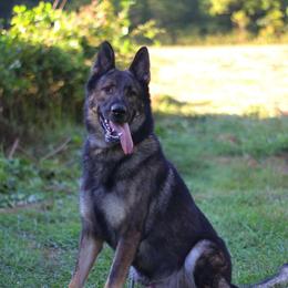 Hugo - German Shepherd