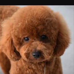 Poodle puppies from KM AKC Toy poodles