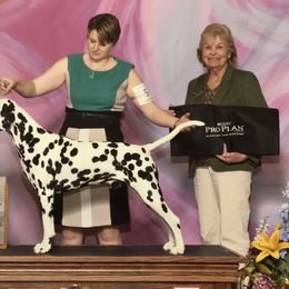Beagle and Dalmatian Puppies from Dreamworks Dalmatians