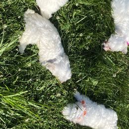 Maltese Puppies from Purely Maltese