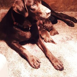 Labrador Retriever Puppies from Milliken Creek Labs