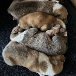 Girl 1 - Sable female Collie puppy in Tinley Park, Illinois from Rohde Collies & Shetland Sheepdogs