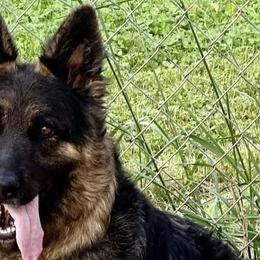 Fraya - German Shepherd
