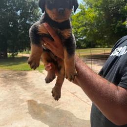 Red Male - Black and mahogany male Rottweiler puppy in Humble, Texas from Inexorable Haus Early Rotts