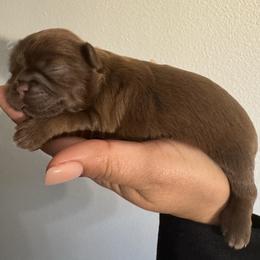 Girl 3 - Liver female Shih Tzu puppy in Hermiston, Oregon from Butterfly Shih Tzu Pups