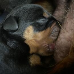 Blue collar - Breeders Top pick Male - Black and mahogany male Rottweiler puppy in Linthicum, Maryland from Of The Saints Rottweilers