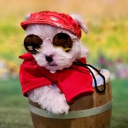 Red boy - White and buff male Bichon Frise puppy in Lavon, Texas from Sissy’s Heavenly Paws