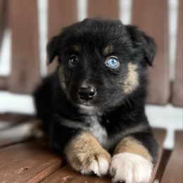 Onyx - Black tri male Miniature Australian Shepherd puppy in Bethany, Illinois from Rachel at Marrowbone Creek Aussies