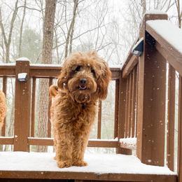 Red female - Red  female Goldendoodle puppy in Lafayette, Alabama from Sweethaven Kennels