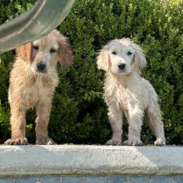 Golden Retriever Puppies from Graceful Goldens